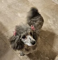 Whitaker, a male Cavapoo for sale in Rutherfordton, NC – Photo 4 of 4