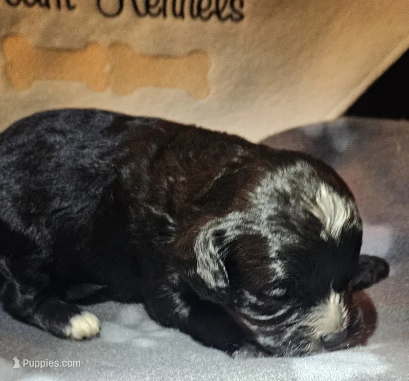 Penne – Cavapoo puppy for sale in Rutherfordton, NC