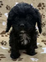 Whitaker, a male Cavapoo for sale in Rutherfordton, NC – 1 of 7