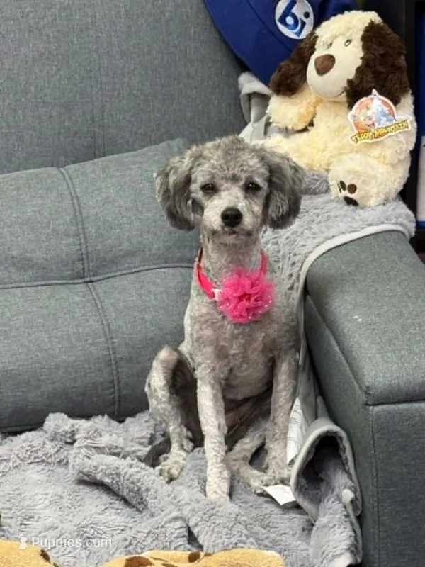 Zero – Poodle - Miniature  puppy for sale in Rutherfordton, NC