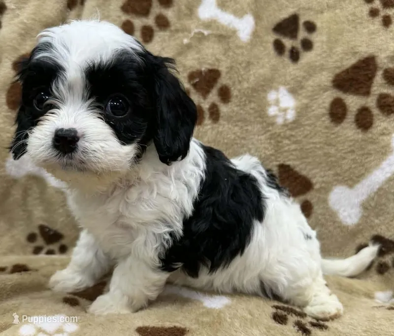 Mel – Cavapoo puppy on hold in Rutherfordton, NC