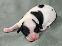 Mel, a female Cavapoo for sale in Rutherfordton, NC – Photo 3 of 5