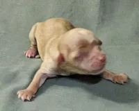 Santos, a female Cavapoo for sale in Rutherfordton, NC – Photo 2 of 4