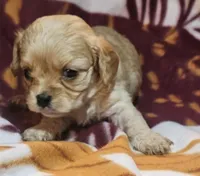 Santos, a female Cavapoo for sale in Rutherfordton, NC – Photo 1 of 4
