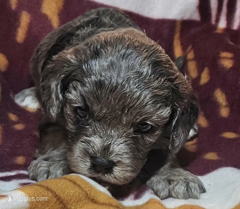 Dana, a female Cavapoo for sale in Rutherfordton, NC – Photo 1 of 4