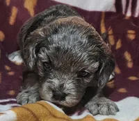 Dana, a female Cavapoo for sale in Rutherfordton, NC – Photo 1 of 4