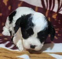 Mel, a female Cavapoo for sale in Rutherfordton, NC – Photo 2 of 5