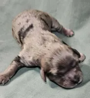 Dana, a female Cavapoo for sale in Rutherfordton, NC – Photo 2 of 4