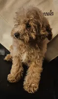 Amity, a female Poodle - Miniature  for sale in Rutherfordton, NC – 2 of 8