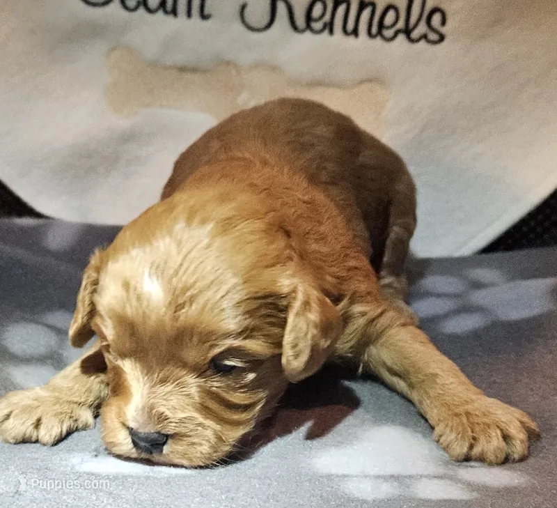 Ravioli  – Cavapoo puppy for sale in Rutherfordton, NC