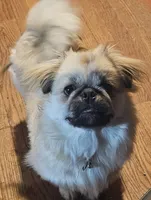 Bango, a male Pekingese for sale in Rutherfordton, NC – 3 of 3