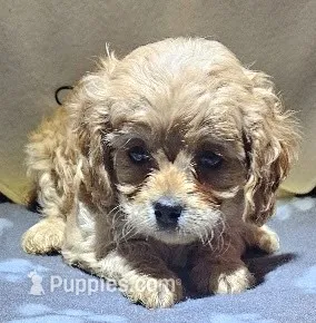Macaroni – Cavapoo puppy for sale in Rutherfordton, NC