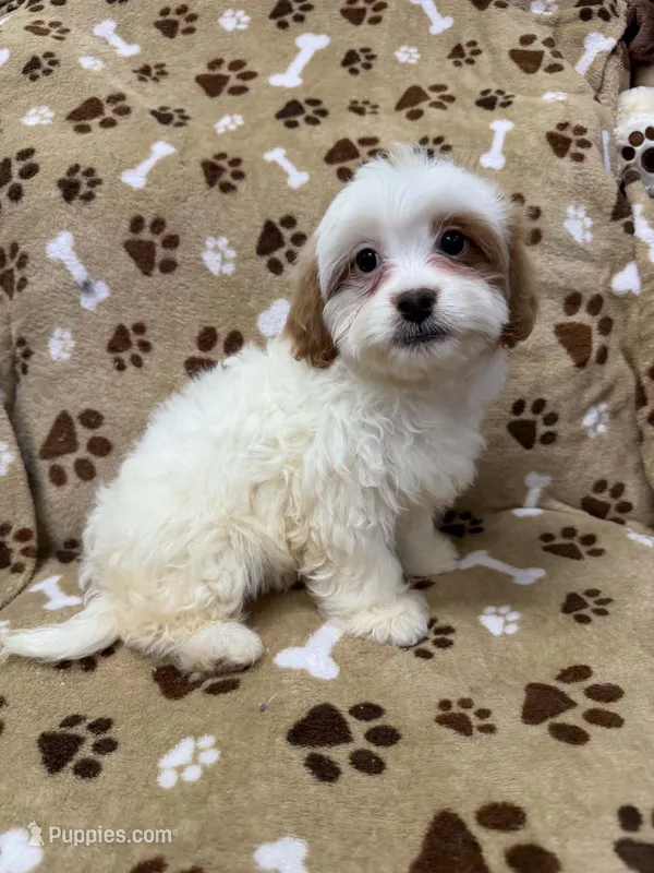 Suri – Pekingese, Poodle - Toy  puppy for sale in Rutherfordton, NC