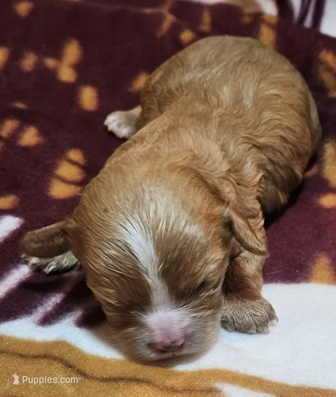 Zephyr – Cavapoo puppy for sale in Rutherfordton, NC
