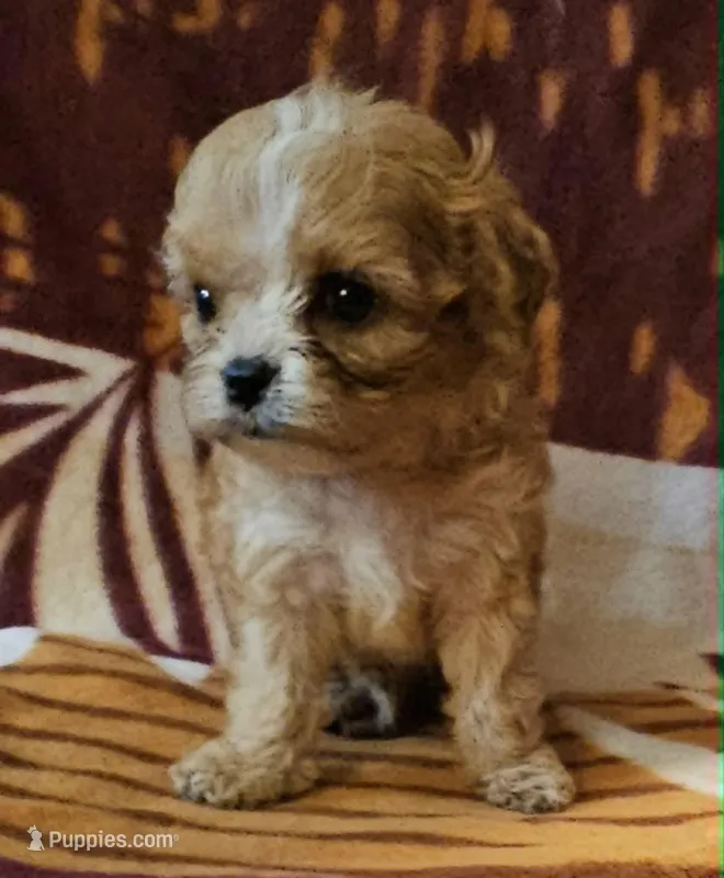 Zephyr – Cavapoo puppy for sale in Rutherfordton, NC