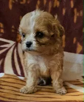 Zephyr, a male Cavapoo for sale in Rutherfordton, NC – 2 of 5