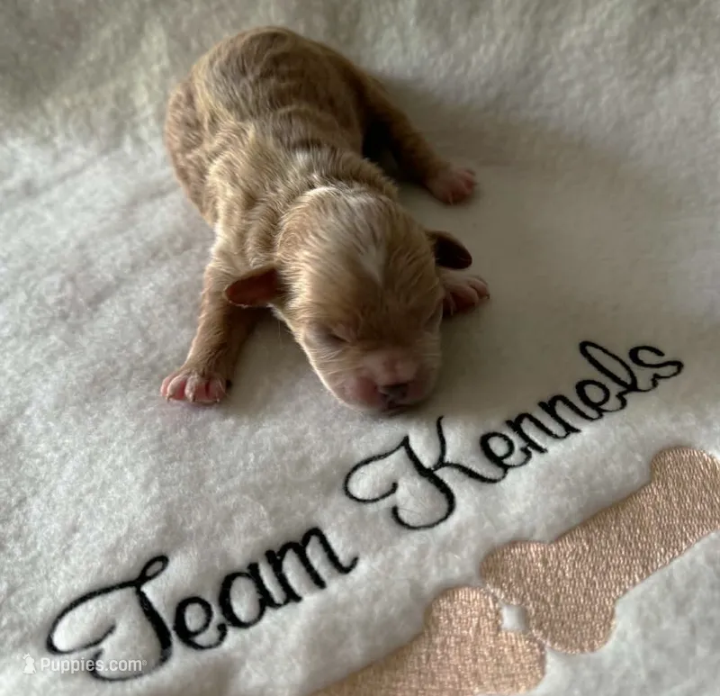 Nevan – Peekapoo puppy for sale in Rutherfordton, NC