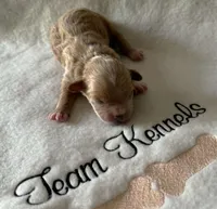 Nevan, a male Peekapoo for sale in Rutherfordton, NC – 1 of 3