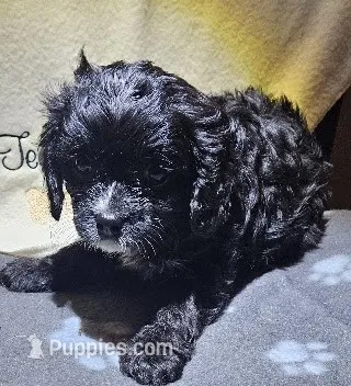 Penne – Cavapoo puppy for sale in Rutherfordton, NC