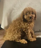 Ravioli , a female Cavapoo for sale in Rutherfordton, NC – 1 of 6