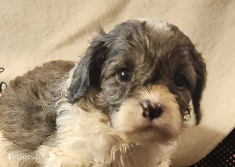 Kenny – Cavapoo puppy for sale in Rutherfordton, NC