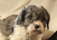 Kenny, a male Cavapoo for sale in Rutherfordton, NC – 3 of 6
