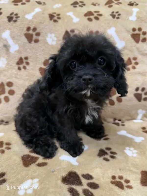 Whitaker – Cavapoo puppy for sale in Rutherfordton, NC