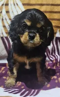Huxley, a male Cavalier King Charles Spaniel for sale in Rutherfordton, NC – 1 of 3