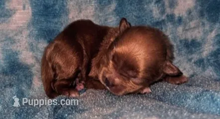 Angel – Peekapoo puppy for sale in Rutherfordton, NC