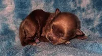 Angel, a female Peekapoo for sale in Rutherfordton, NC – 1 of 3