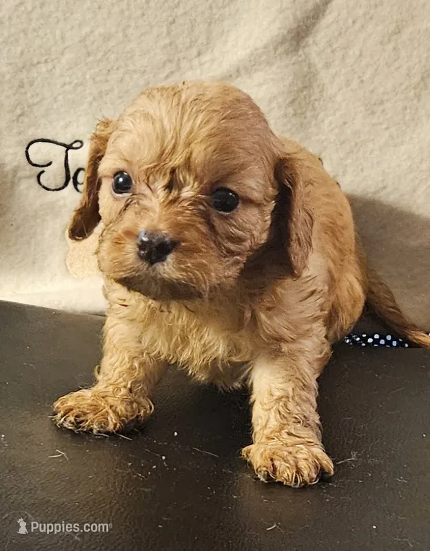Joshua – Cavapoo puppy for sale in Rutherfordton, NC