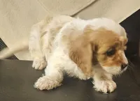 Burt, a male Cavapoo for sale in Rutherfordton, NC – 2 of 8
