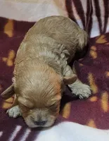 Morana, a female Cavapoo for sale in Rutherfordton, NC – Photo 1 of 3