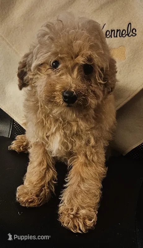 Amity – Poodle - Miniature  puppy for sale in Rutherfordton, NC