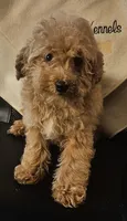 Amity, a female Poodle - Miniature  for sale in Rutherfordton, NC – 1 of 8