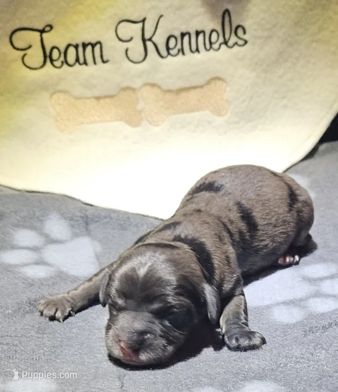 Romeo – Cavapoo puppy for sale in Rutherfordton, NC