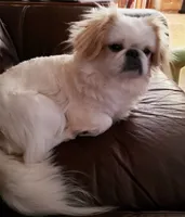Angel, a female Peekapoo for sale in Rutherfordton, NC – 3 of 3