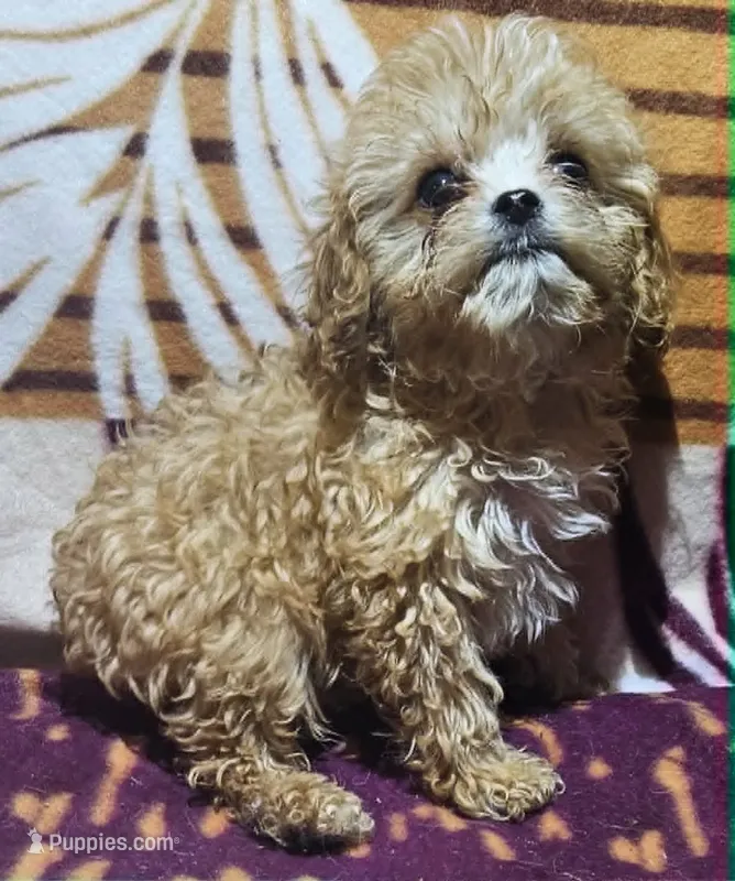 Zephyr – Cavapoo puppy for sale in Rutherfordton, NC