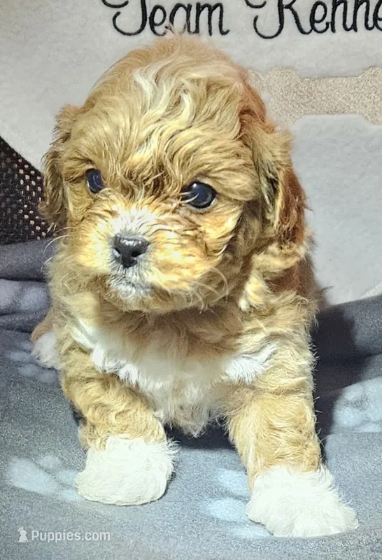 Leland – Peekapoo puppy for sale in Rutherfordton, NC