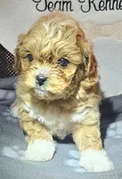 Leland, a male Peekapoo for sale in Rutherfordton, NC – 2 of 5
