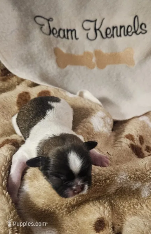 Bango – Pekingese puppy for sale in Rutherfordton, NC