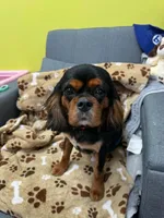 Romeo, a male Cavapoo for sale in Rutherfordton, NC – 3 of 3