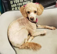 Spaghetti , a male Cavapoo for sale in Rutherfordton, NC – 3 of 3