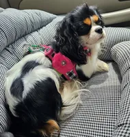 Hubert, a male Cavalier King Charles Spaniel for sale in Rutherfordton, NC – 2 of 3