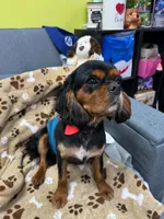 Spaghetti , a male Cavapoo for sale in Rutherfordton, NC – 2 of 3