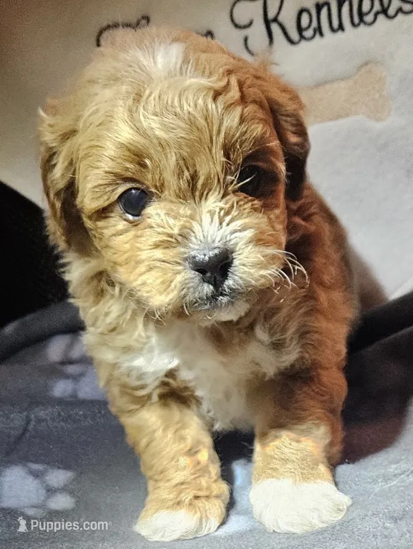 Nevan – Peekapoo puppy for sale in Rutherfordton, NC