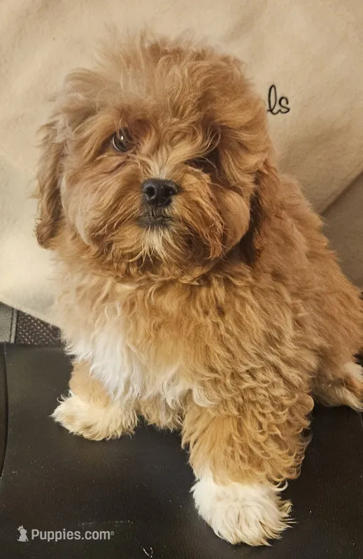 Leland – Peekapoo puppy for sale in Rutherfordton, NC