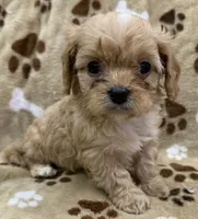 Mateo, a male Cavapoo for sale in Rutherfordton, NC – 2 of 6