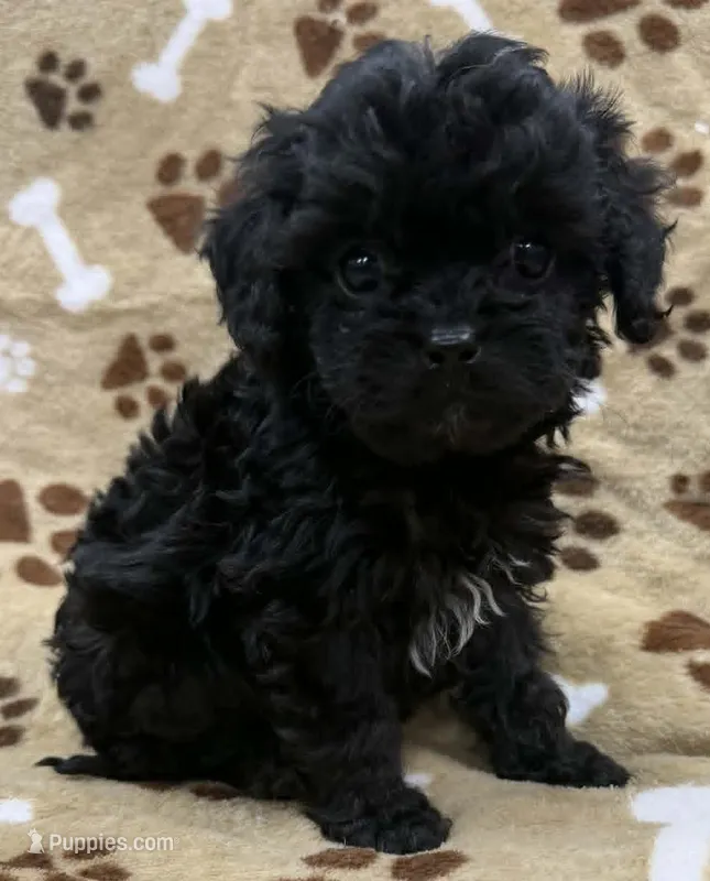 Dorian – Cavapoo puppy for sale in Rutherfordton, NC