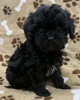 Dorian, a female Cavapoo for sale in Rutherfordton, NC – 1 of 6